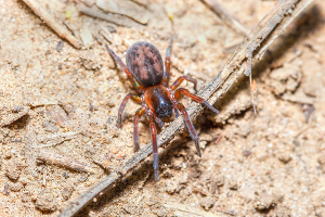 mouse spider